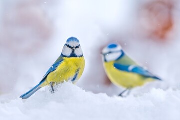 Two blue tit looks for food in the snow. Winter scene with two cute blue tit.  Cyanistes caeruleus © Monikasurzin