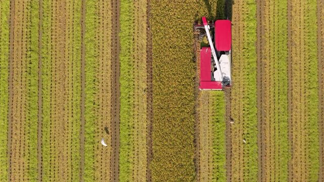 Aerial view of Combine harvester machine with rice paddy field, Taiwan