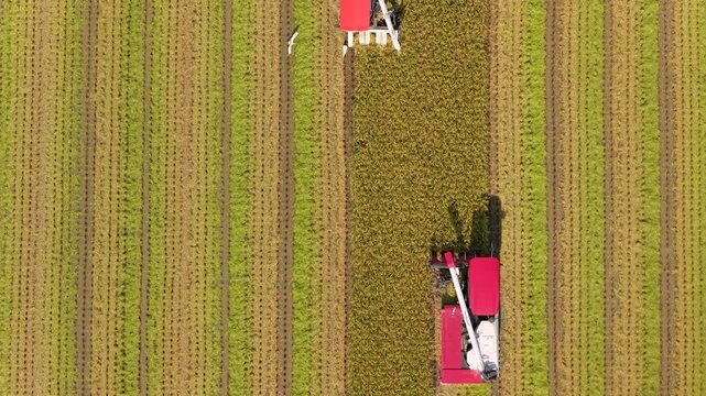 Aerial view of Combine harvester machine with rice paddy field, Taiwan
