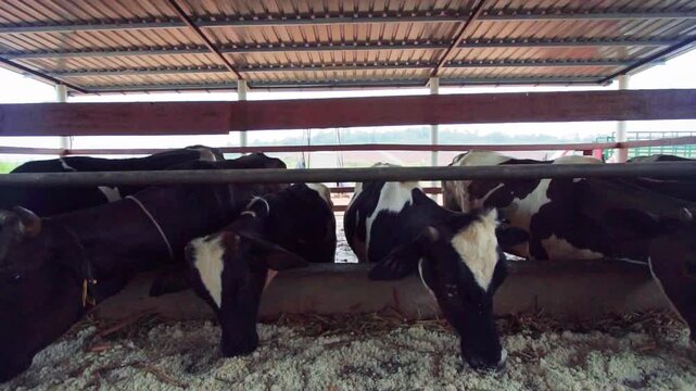 Dairy Cows Feeding Together Inside a Covered Barn