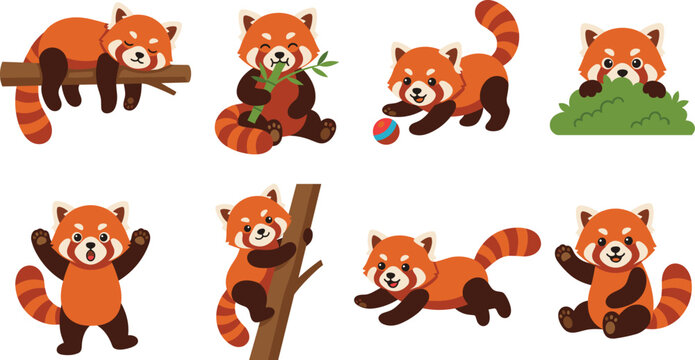Cute red panda vector illustration set with cartoon animal sleeping eating bamboo climbing tree and playing