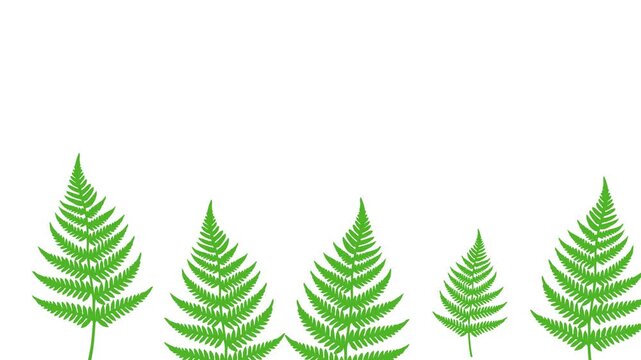 Green Fern Leaves Growing Along the Bottom of a White Background, Nature Vector Animation