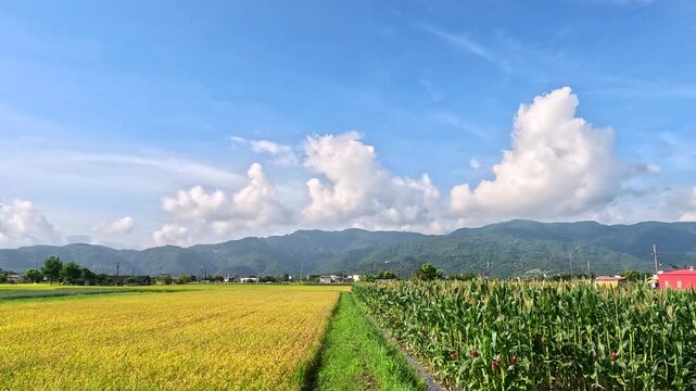 Car side window view of rice fields and village, Taiwan