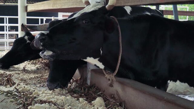 Horned Black and White Cattle Feeding in a Livestock Barn