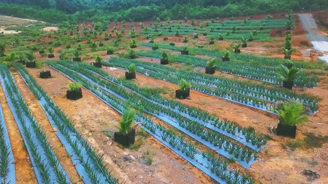 Wide View of a Tropical Pineapple and Coconut Farm