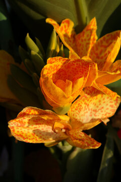 beautiful yellow canna lily flower with natural sunlight