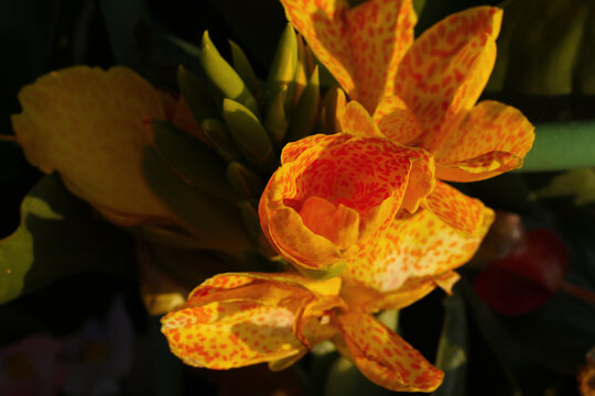 beautiful yellow canna lily flower with natural sunlight