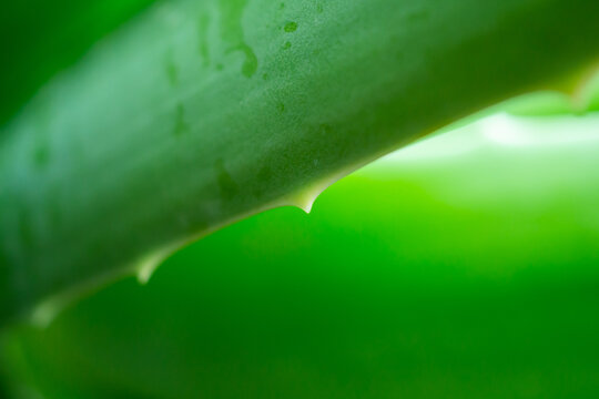 fresh green aloe vera leaves natural organic ingredient for skincare and herbal medicine
