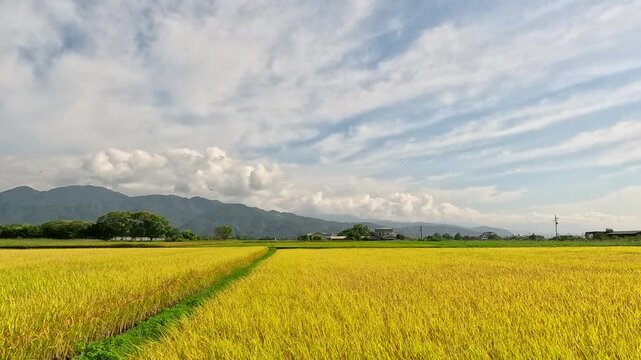 Car side window view of rice fields and village, Taiwan