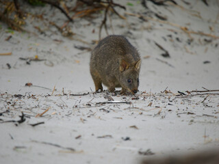 Tasmanian Pademelon on a White Sandy Beach, Maria Island, Tasmania, Australia © JumsiCat
