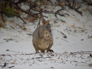 Tasmanian Pademelon on a White Sandy Beach, Maria Island, Tasmania, Australia © JumsiCat