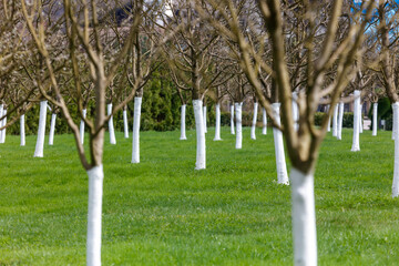 Fototapeta premium Rows of leafless trees stand on vibrant green grass. Tree trunks are painted white for protection.