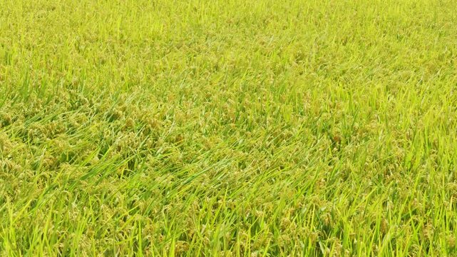 Rice plant in the field Falling rice moves with the wind