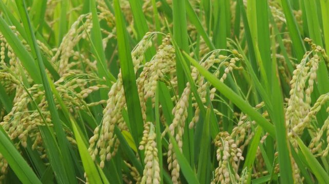 Rice plant in the field Falling rice moves with the wind