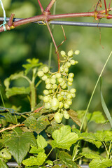 Fototapeta premium Green grapes hang from a vine, still unripe