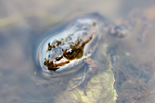 Tiny frog peeks from murky pond water