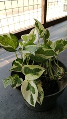 Pothos pearl and jade plant on pot © Srianita