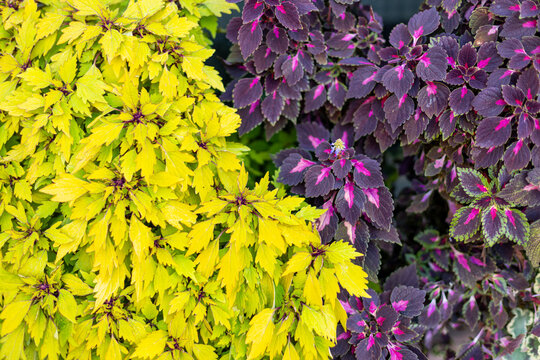 Vibrant yellow and deep purple coleus foliage with bright pink patterns in a garden, colorful ornamental leaves creating a striking natural contrast and lush texture.