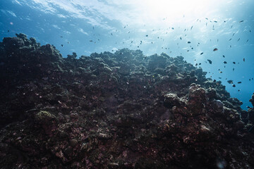 Underwater View of a Rugged Coral Reef Against Blue Water © Satoshi