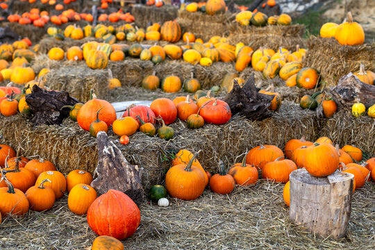 Colorful orange yellow and green pumpkins arranged on rustic hay bales at an autumn harvest festival, festive seasonal farm display with decorative gourds and wooden logs.