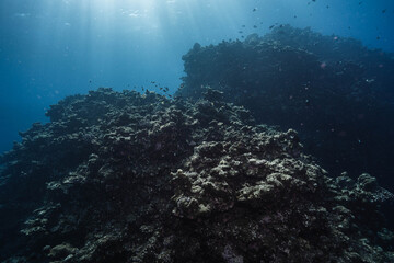 Vibrant Coral Reef Formation Beneath the Deep Blue Sea © Satoshi