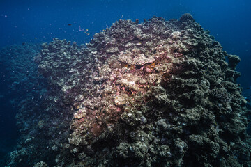Extensive Coral Reef with Diverse Marine Life © Satoshi