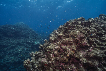 Rocky Coral Reef Surrounded by Small Reef Fish © Satoshi