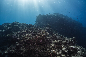Beautiful Underwater Scenery with Coral and Blue Ocean Water © Satoshi