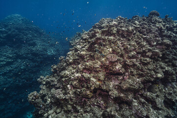 Tropical Fish Swimming Above a Natural Coral Reef © Satoshi