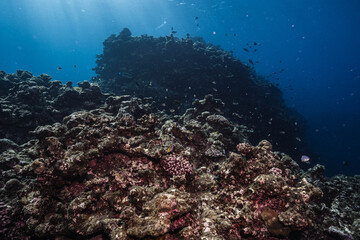 Colorful Coral Reef and Small Tropical Fish in Clear Blue Ocean © Satoshi