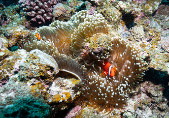 Orange Anemonefish Hiding in a Sea Anemone Underwater © Satoshi
