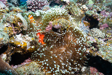 Anemonefish Living Among Sea Anemone Tentacles on a Coral Reef © Satoshi