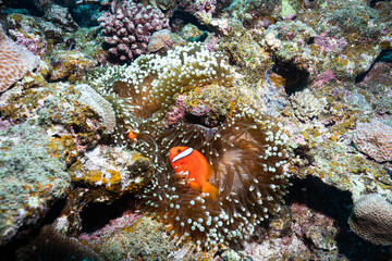 Clownfish and Sea Anemone in a Tropical Coral Reef © Satoshi