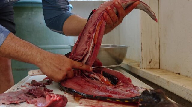 Hands of a fisherman peeling away thick slices of red meat from the bones of a yellowfin tuna.