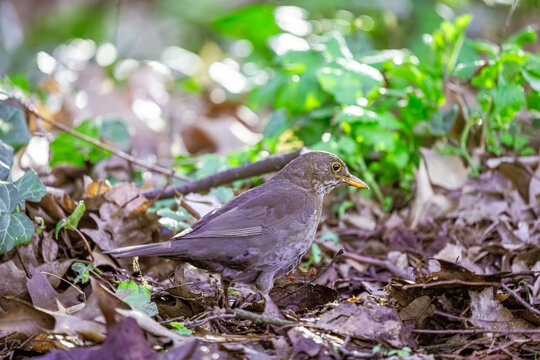 Eingebettet in einen weichen Teppich aus trockenem Herbstlaub und das sanft durch die B&auml;ume fallende Oktoberlicht steht diese weibliche Amsel auf leisen Sohlen auf dem Waldboden. Mit ihrem braun gefle