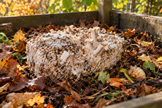 Abgeerntetes Pilzsubstrat liegt auf dem Gartenkompost