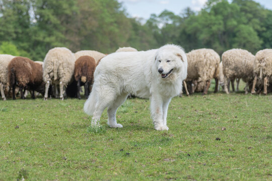 White maremmano-abruzzese sheepdog standing guard among a flock of grazing sheep in a rural field