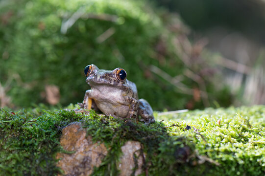 Small tree frog resting on a mossy log in a natural forest habitat with amphibian wildlife creature