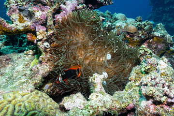 Close Up of Anemonefish in Its Natural Marine Habitat © Satoshi