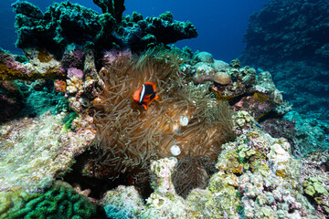 Two Orange Clownfish Swimming Among Sea Anemone Tentacles © Satoshi