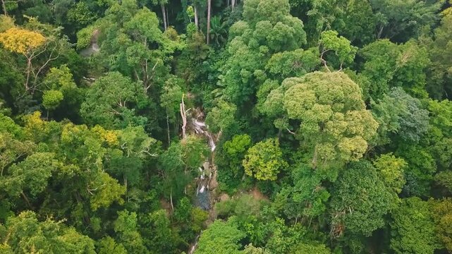 Aerial Tropical Forest Canopy with a Small Watercourse