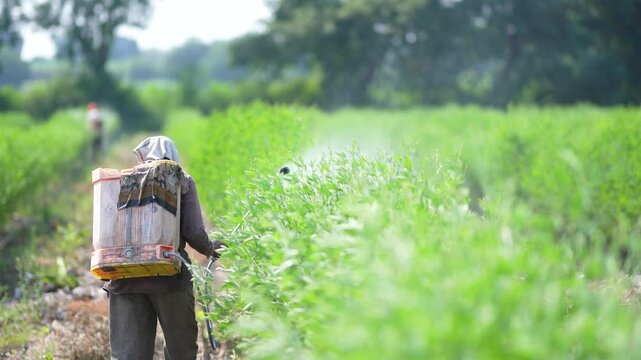 indian farmer or labor spraying pesticide at pigeon pea agriculture field