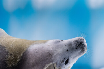 Close-up of a crabeater seal -Lobodon carcinophaga- resting on a small iceberg near the fish islands on the Antarctic peninsula © Goldilock Project