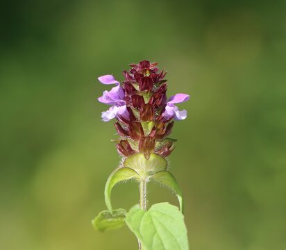 Prunella vulgaris (common self-heal), a small wildflower and medicinal plant growing in a meadow