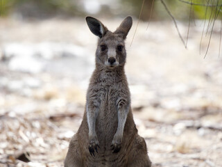 Young Forester Kangaroo on Maria Island, Tasmania, Australia © JumsiCat