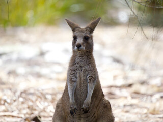 Young Forester Kangaroo on Maria Island, Tasmania, Australia © JumsiCat