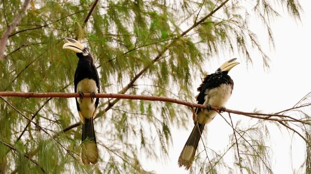 Pair of male Oriental pied hornbills resting on a swaying tree branch in gloomy storm weather in Thailand