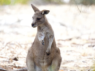 Young Forester Kangaroo on Maria Island, Tasmania, Australia © JumsiCat