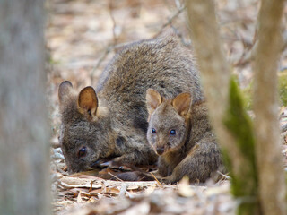 Adult and Young Tasmanian Pademelons in Forest, Maria Island, Tasmania, Australia © JumsiCat