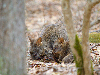 Adult and Young Tasmanian Pademelons in Forest, Maria Island, Tasmania, Australia © JumsiCat